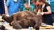 Deutschland Zahn-OP für Braunbär Igor Deutschland Zahn-OP für Braunbär Igor