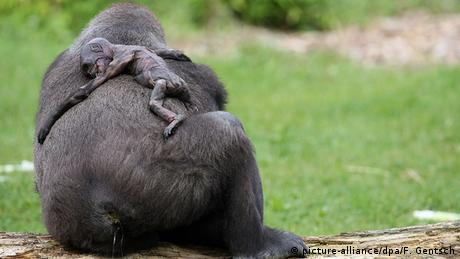 Deutschland Gorilla-Mutter gibt totes Baby seit Tagen nicht her im Allwetterzoo Münster