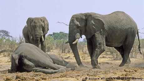 Botswana Afrikanische Elefanten mit einem toten Artgenossen