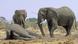 Botswana Afrikanische Elefanten mit einem toten Artgenossen Botswana Afrikanische Elefanten mit einem toten Artgenossen