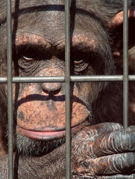 German zoo recaptures escaped lions, tigers – DW – 06/01/2018 German zoo recaptures escaped lions, tigers – DW – 06/01/2018