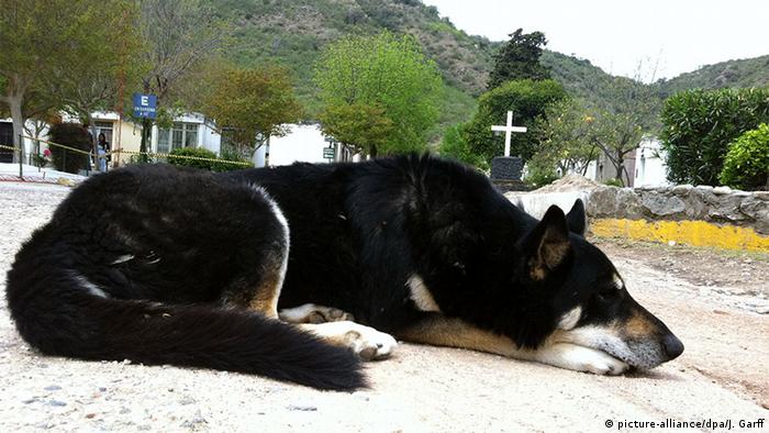Всеки човек, който загуби любимото си куче, дълго тъгува по него. Същото обаче важи и за кучетата, разделили се с любимия си стопанин. Тази немска овчарка в продължение на години стояла край гроба на своя стопанин в аржентинския град Виля Карлос Пас.