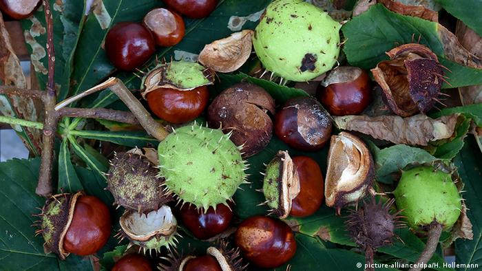 Chestnuts (picture-alliance/dpa/H. Hollemann)