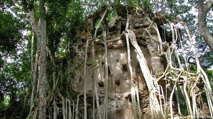 Zugewucherte Mauerreste einer alten Maya-Stadt im Dschungel.