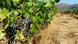 Vineyards on Corsica Vineyards on Corsica
