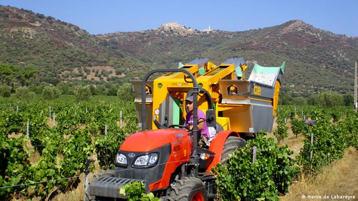 Farm workers at the Domaine Maestracci vineyard (Photo: Herve de Labareyre)