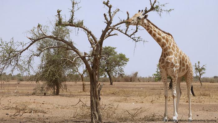 Niger Giraffen aus dem Kouré Giraffe Reserve (picture-alliance/robertharding/Godong)