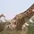 Giraffen aus dem Kouré Giraffen-Reservat Foto: picture-alliance/robertharding/Godong