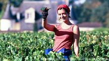 BEP/PHILIPPE TARIS/SUD OUEST ; LES VENDANGES DE RAISINS MERLOT ONT COMMENCE AU CHATEAU HAUT-BRION 1ER GRAND CRU CLASSE DES GRAVES PESSAC-LEOGNAN : PAS D'ACIDITE SUCRE ET UN DEGRE D'ALCOOL A 13°5 TOUT SEMBLE PARFAIT POUR LE MILLESIME 2000. | (c) picture-alliance/bep/sud ouest/P. Taris