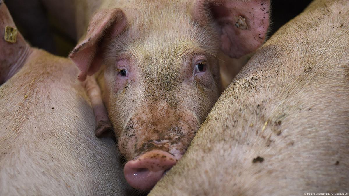 Video of animal cruelty in Germany sparks scandal – DW – 09/23/2016 Video of animal cruelty in Germany sparks scandal – DW – 09/23/2016