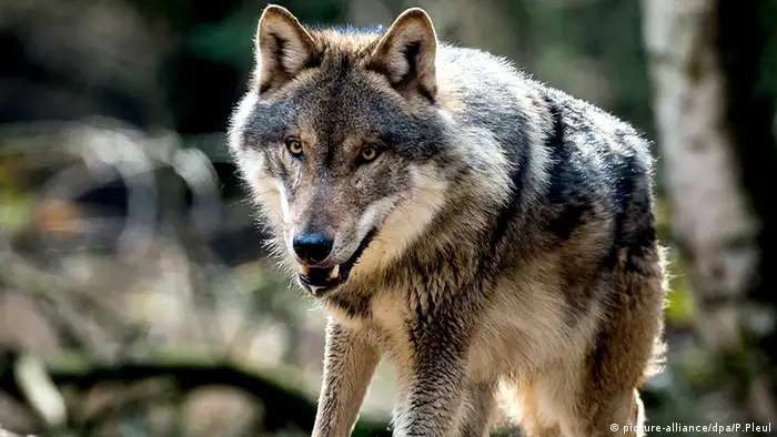 Wolf Deutschland Wildpark Schorfheide
