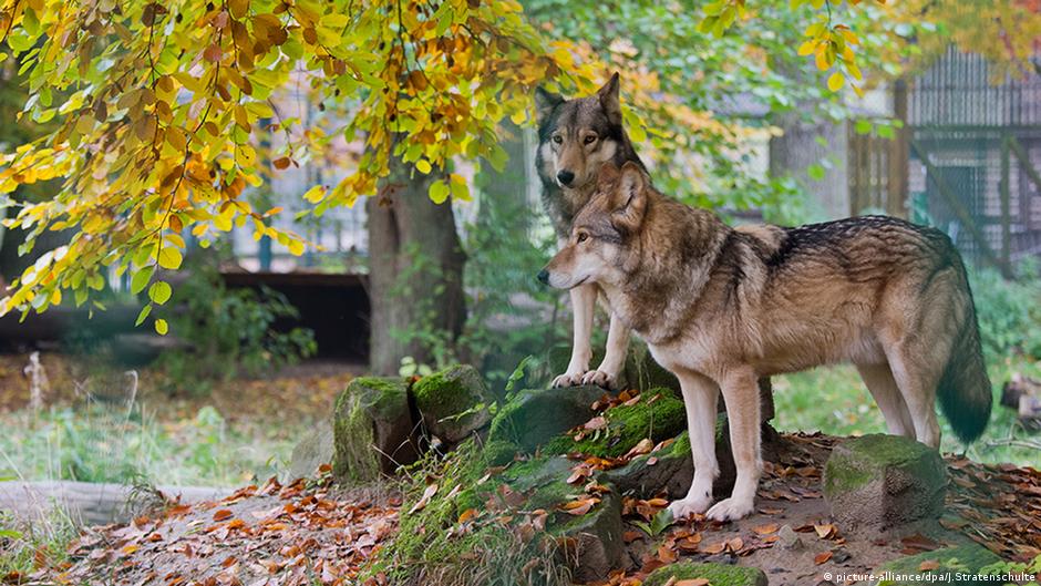 Apa Yang Anda Ketahui Tentang Serigala Semua Konten Media Dw 11 11 2016