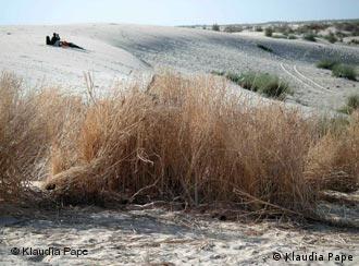 Dünenbefestigung mit Sträuchern: der verzweifelte Versuch, die Wüste zu stoppen