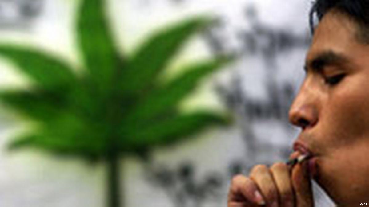 Почему марихуана разрешена в голландии на что влияет конопля в организме человека