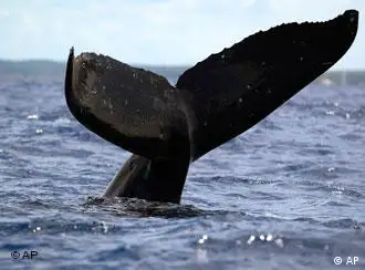 A humpback whale's tail emerges above the water