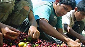 Kinder bei der Kaffee-Ernte in Honduras