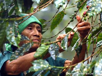Fairer Handel sichert den Kaffeebauern in Honduras auch in Krisenzeiten die Existenz