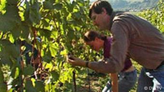 Ein Mann und eine Frau ernten Weintrauben von einem Weinstock