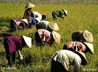 Reisbauern im Mekong Delta