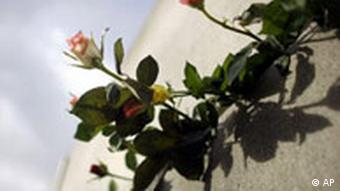 Rosen stecken in einem Mauerschlitz an der Mauer-Gedenkstätte in der Bernauer Straße, Quelle: AP