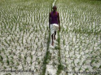 Ein Farmer geht durch ein verdorrtes Reisfeld im indischen Bundesstaat Assam