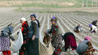 Baumwollpflückerinnen in Usbekistan