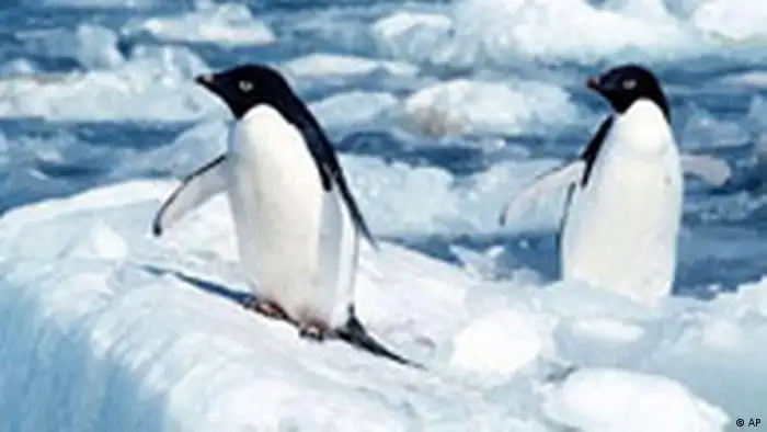 Penguins in the Antarctic. Photo credit: AP