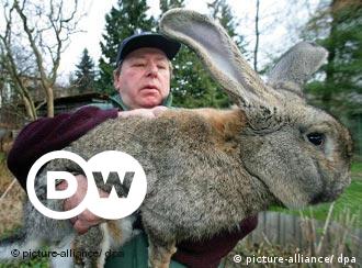 Giant Rabbits to Ease in North Korea News and current affairs from Germany and around the world DW | 11.01.2007