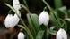 Schneeglöckchen blühen in einem Garten in Freiburg (Quelle: AP) Schneeglöckchen blühen in einem Garten in Freiburg (Quelle: AP)