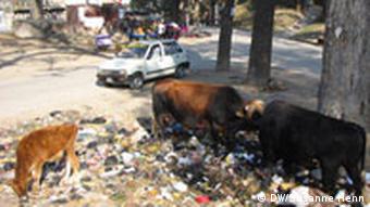 Nepal, Kühe fressen Müll