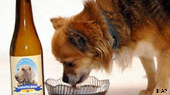 Benito, a 5-year-old Chihuahua, drinks beer from a bowl in the southern town of Hulst, Netherlands, Sunday Jan. 21, 2007. Terrie Berenden, a pet shop owner in the town of Zelhem created a non-alcoholic beer for her Weimaraner dog made from beef extract and malt, and consigned a local brewery to make and bottle the beer, called Kwispelbier, after the word kwispel, which is Dutch for wagging a tail. (AP Photo/Albert Seghers)