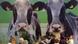 Visitors sit in front of a giant poster with two cows Visitors sit in front of a giant poster with two cows