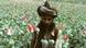 Poppy field in Afghanistan Poppy field in Afghanistan