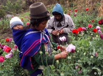 防治毒品 各国法规比较 在线报导 Dw 08 05 07