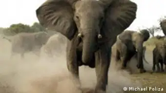 Wütender Elefant