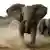 Слони у південноафриканській саванні - природа потребує від людини негайних кроків