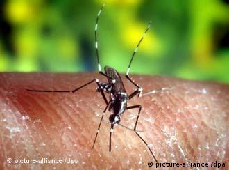 حقائق عن الملاريا علوم وتكنولوجيا آخر الاكتشافات والدراسات من Dw عربية Dw 21 04 2010