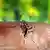 Eine Stechmücke Anopheles quadrimaculatus, die Malaria übertragen kann (Foto: dpa)