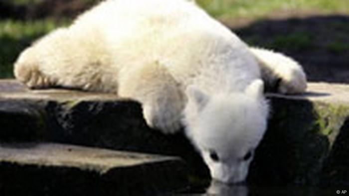 Knut Must Die Says Crazed Killer News And Current Affairs From Germany And Around The World Dw 19 04 07