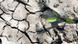 A single plant growing out of dry, cracked earth A single plant growing out of dry, cracked earth