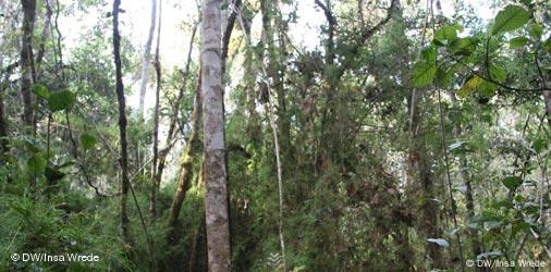 Regenwald in Madagaskar
