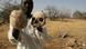Sudanese Darfur survivor Ibrahim holds human skulls at the site of a mass grave on the outskirts of the West Darfur town of Mukjar, Sudan, April 23, 2007. The human bones and skulls are hard to hide in this corner of Darfur: They lie just a few inches below the surface in a mass grave here. Some bones poke above the dirt, surrounded by half-buried, rotting clothes. (AP Photo/Nasser Nasser) Sudanese Darfur survivor Ibrahim holds human skulls at the site of a mass grave on the outskirts of the West Darfur town of Mukjar, Sudan, April 23, 2007. The human bones and skulls are hard to hide in this corner of Darfur: They lie just a few inches below the surface in a mass grave here. Some bones poke above the dirt, surrounded by half-buried, rotting clothes. (AP Photo/Nasser Nasser)