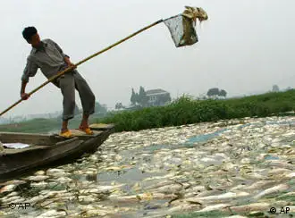 湖北省武汉市渔民打捞死鱼