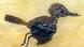 Das Fossil eines Vogels, in der Grube Messel entdeckt (Foto: AP) Das Fossil eines Vogels, in der Grube Messel entdeckt (Foto: AP)