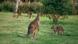 Kängurus in den Grampians, Australien Kängurus in den Grampians, Australien