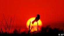 A small crow sits atop a tree branch at Paynes Prairie State Preserve, silhouetted against a deep red sunset, Friday, May 25, 2001, south of Gainesville, Fla. Smoke from a brushfire in Lafayette County has been drifting southward, blanketing much of the west-central Florida, producing the colorful sunsets in Gainesville.