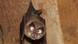The lesser horseshoe bat The lesser horseshoe bat