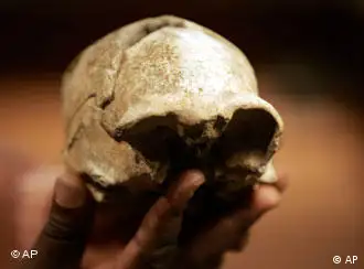 肯尼亚发现的头盖骨