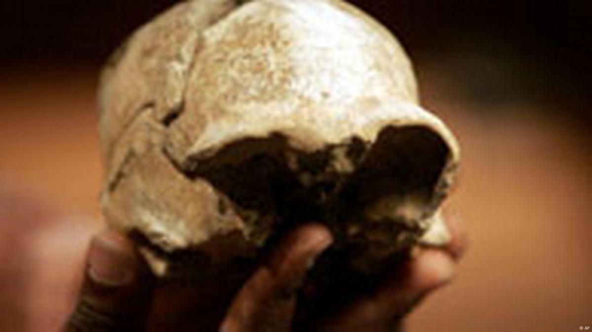 Amateur Finds 700,000-Year-Old Java Man