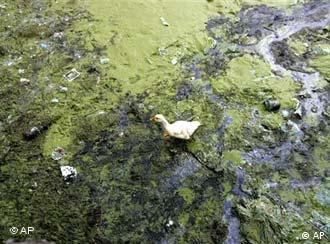 Eine Ente schwimmt auf dem verschmutzten Tai-See